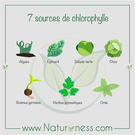 Les Sources Naturelles De Chlorophylle Une Substance Aux Multiples