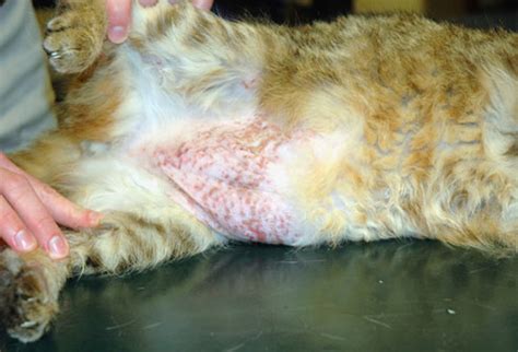 Top Cat Skin disorders to look out for