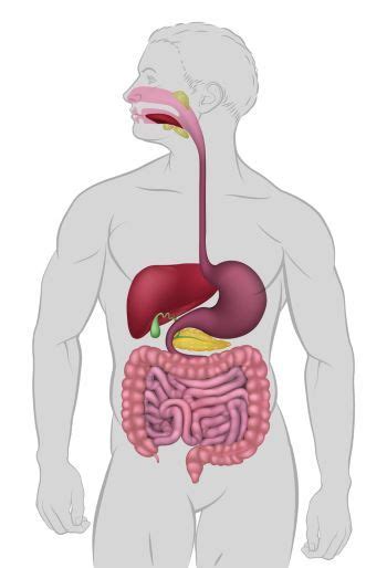 Human Digestion: Main & Accessory Organs | Human digestive system