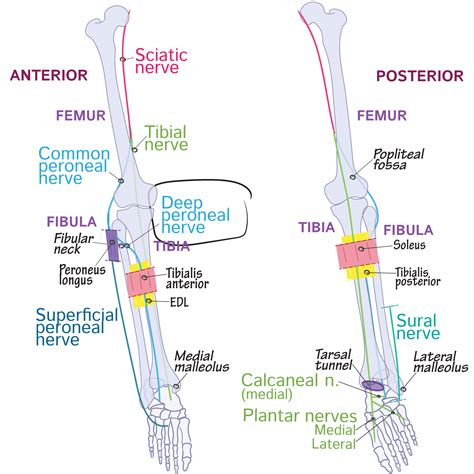 Deep Peroneal Nerve Anatomy Medbullets Step 1