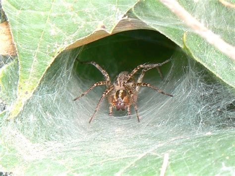Toronto Wildlife Funnel Weaver Spiders