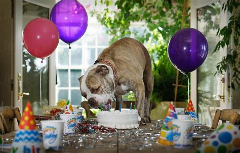 Birthday Party With Dog Eating The Cake Del Colaborador De Stocksy