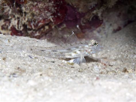 Encounter The Worlds Tiniest Fish The Dwarf Pygmy Goby Animals