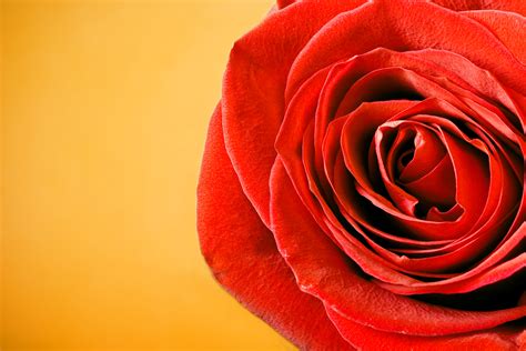 Free Photo Red Rose Beautiful Blooming Blossom Free Download