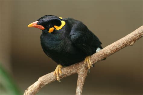 Mynah Java Hill Bird Breeds Central