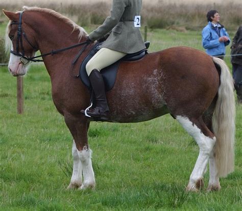 Welsh Cob Horse Breed Information History Videos Pictures