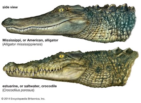 Crocodile Evolution And Classification Britannica