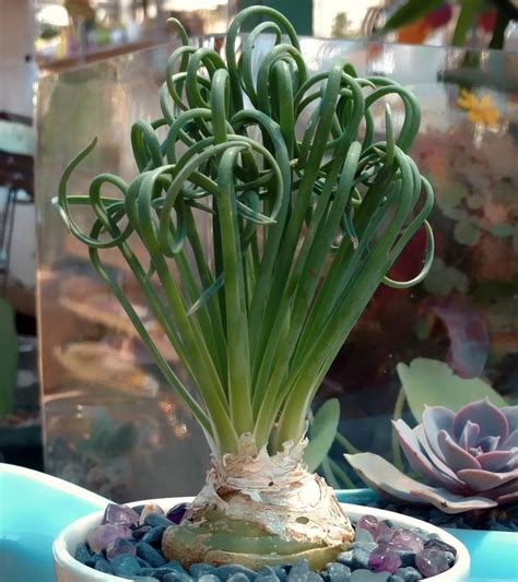 Cactus reining classic holly l. Albuca spiralis - Cactus Jungle