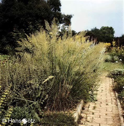 Achnatherum Calamagrostis Algäu Silberährengras Häußermann