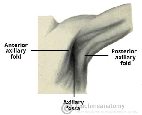 Image Result For Anterior Axillary Fold Anatomy Medical Fold