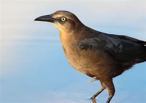 A Very Common Brown Bird Great Tailed Grackle Gilbert Rip Flickr