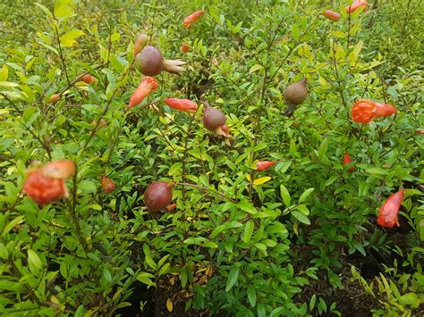 Punica Granatum Granaatappel Potgekweekt Voor Tuin Moestuin Terras