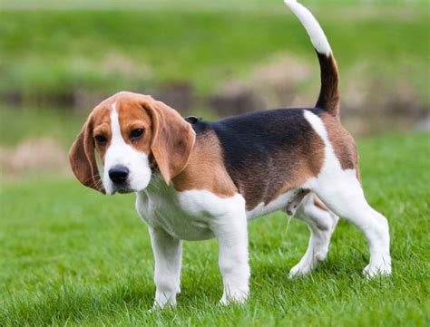 Look at pictures of beagle puppies who need a home. Beagle Puppies For Sale In Kansas