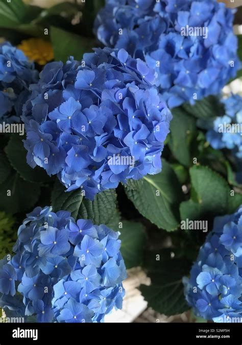 Flowering Hydrangea Tree Hi Res Stock Photography And Images Alamy