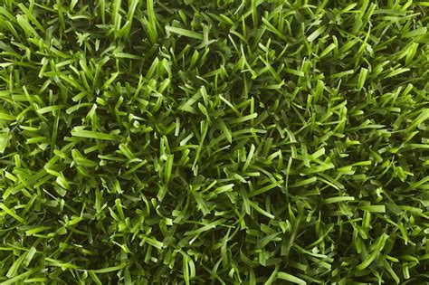 Identify Your Grass Artofit