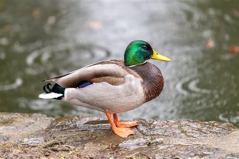 Mallard Duck ♂︎ Don Sniegowski Flickr