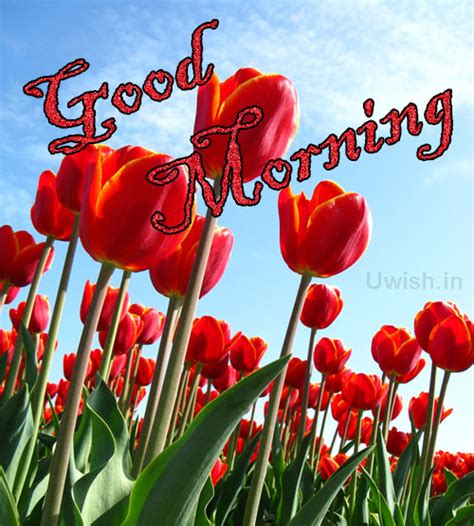 Good Morning With Red Tulips Uwish Wishes And Greetings For All