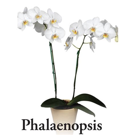 Standard White Phalaenopsis Orchid Plant Bloomers Flower Shop