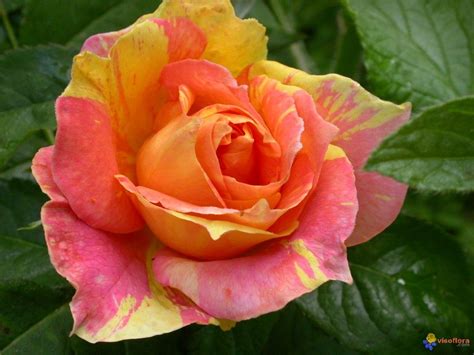 paul-cezanne-roses-hybrid-tea-roses,-hybrid-tea-roses-care,-tea-roses