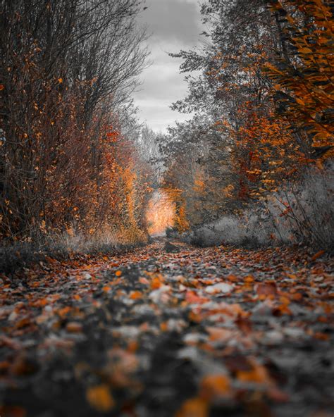 Photography Of Fall Trees · Free Stock Photo