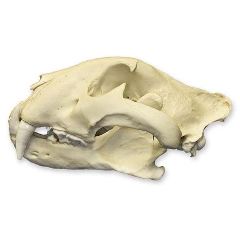 Replica Bengal Tiger Skull Skull Wiki
