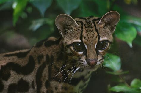 Margay Seen At The Rescue Center
