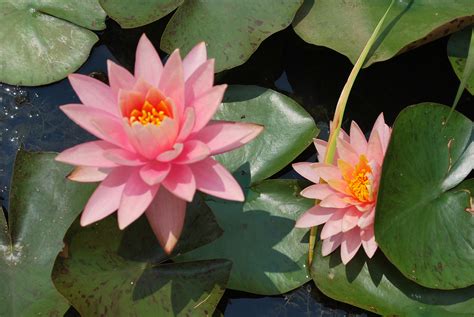 Fall And Winter Care Of Hardy Water Lilies Dragonfly Aquatics