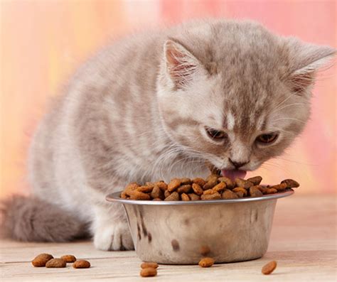 A Simple Guide To Feed Your Cat Marshalls Pet Zone