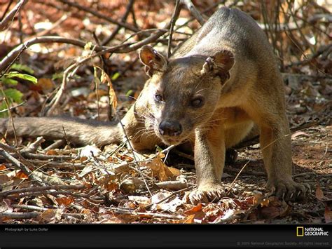 Baby Fossa Weird Animals Mongoose Animal Cute Animals