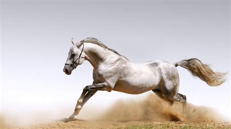 Stunning White Horse Colors Photo 34711697 Fanpop