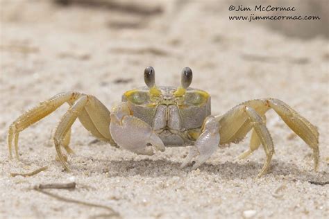 Ohio Birds And Biodiversity Atlantic Ghost Crab A Fascinating Decapod