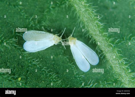 Greenhouse Whiteflies Trialeurodes Vaporariorum Hi Res Stock
