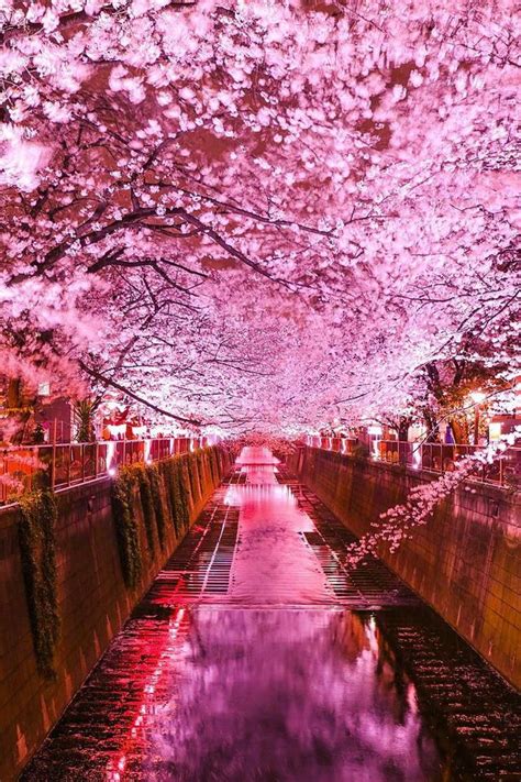 Beautiful Cherry Blossom Photo At Night Time Somewhere In Japan