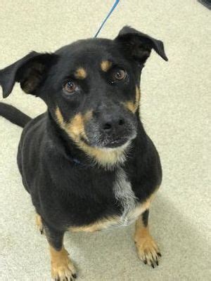 Need help finding more fort worth adoption resources? Fort Worth, TX - Australian Kelpie. Meet 39012817 a Dog ...