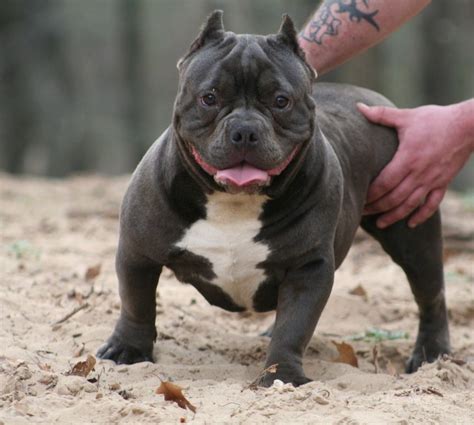 Blue buffalo is a premium brand of dog food that was started by a family for their own beloved furry companion. Is it Worth Paying More for Blue Nose Pit Bulls ...
