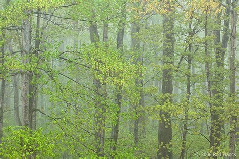 Deciduous Hardwood Forest During Rain Spring Pictured Rocks National