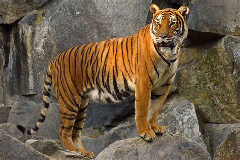 Top 187 American Tiger Animal