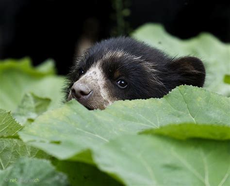 Young Spectacled Bear Spectacled Bear Baby Animals Cute Baby Animals
