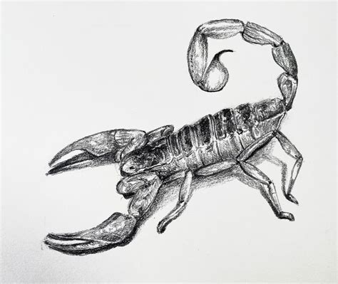 How To Draw A Scorpion Timed Drawing Exercise