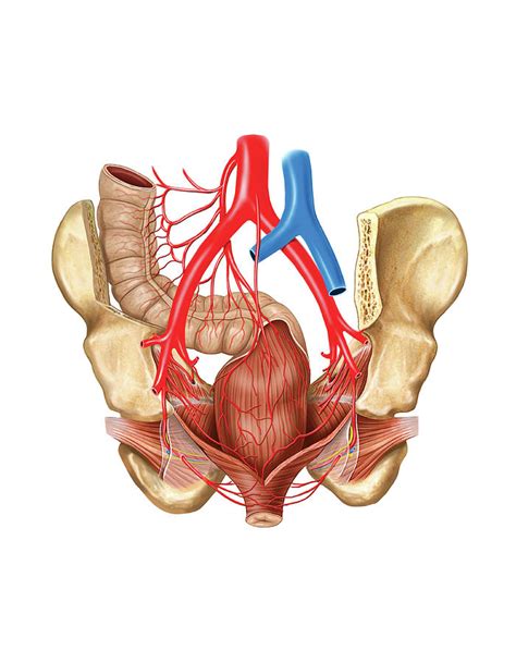 Arterial System Of The Pelvic Cavity Photograph By Asklepios Medical