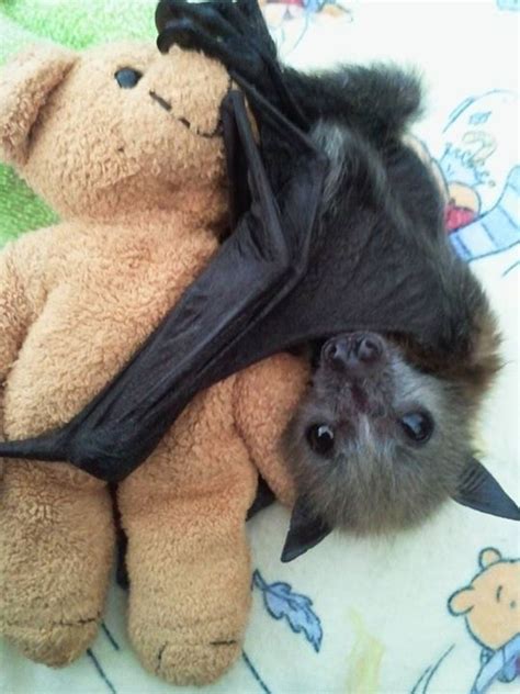 Baby Bats And Buddies Of Australia Im Sure Most Of You Have Seen The