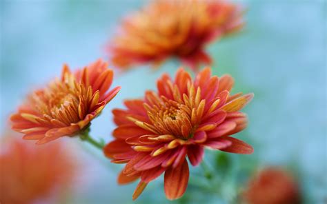 Nature pictures of flowers and butterflies for iphone and android. flowers chrysanthemum - HD Desktop Wallpapers | 4k HD