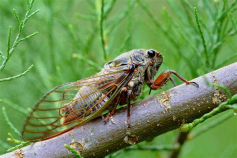15 Baffling Cicada Facts