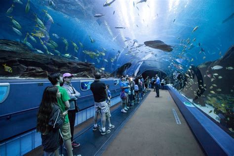 The 5 Best Aquariums In The World Unforgettable Experiences