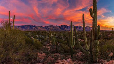 Saguaro Cactus In The Sonoran Desert At Sunset Arizona Wallpaper