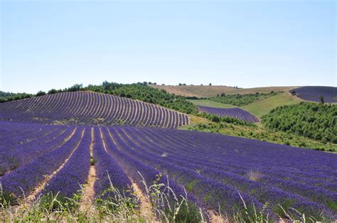 Lavender Fields In Provence France Wallpapers And Images