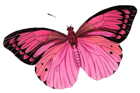 Real Pink Butterfly Transparent Image | PNG Arts png image
