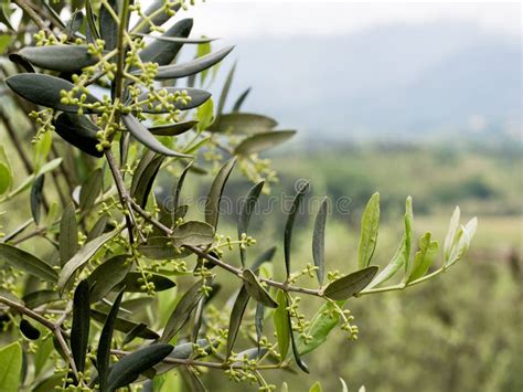 Spring In The Olive Grove Olive Tree Flower Buds Stock Photo Image