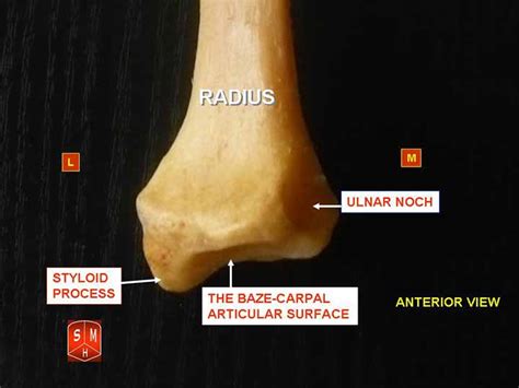 Styloid Process Temporal And Ulnar Complete Anatomy Learn From Doctor
