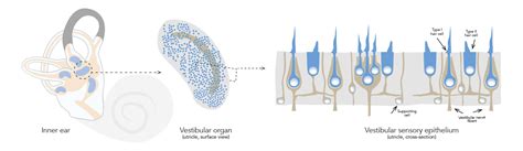 Maintaining The Equilibrium Inner Ear Hair Cell Regeneration